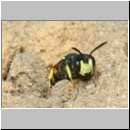 Cerceris rybyensis - Knotenwespe w001a 8-9mm - Sandgrube Niedringhaussee.jpg